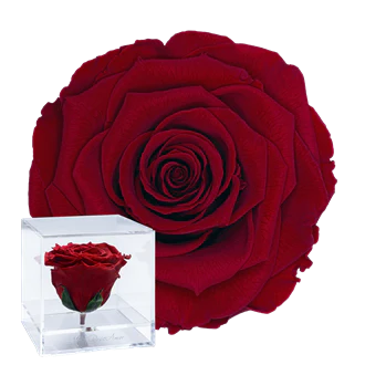 CUBO ACRÍLICO - CON ROSA ROJA 02