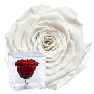 CUBO ACRILICO - CON ROSA WHITE